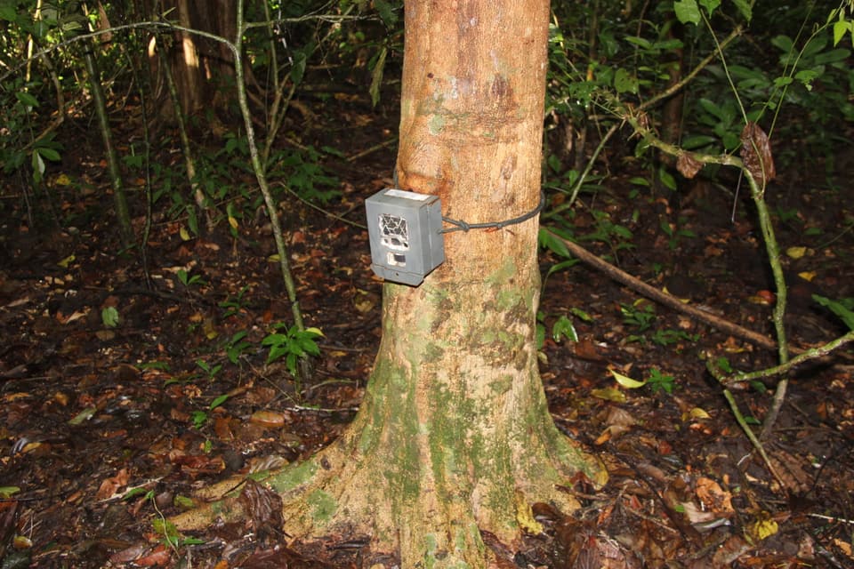 Camera trap deployed in Sabah