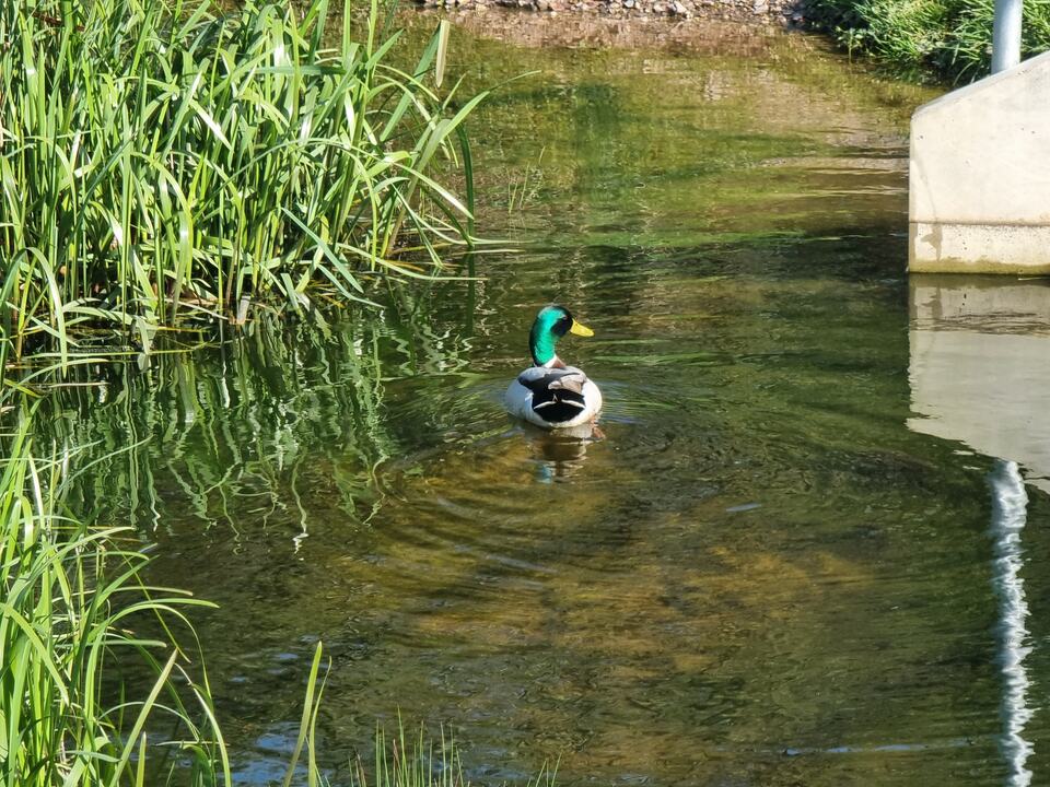 Mallard in the waterway at Pont-y-felin