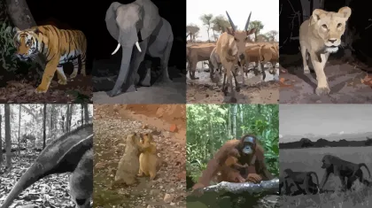 Ensemble Models for Camera Trap Image Classification (2024) cover image